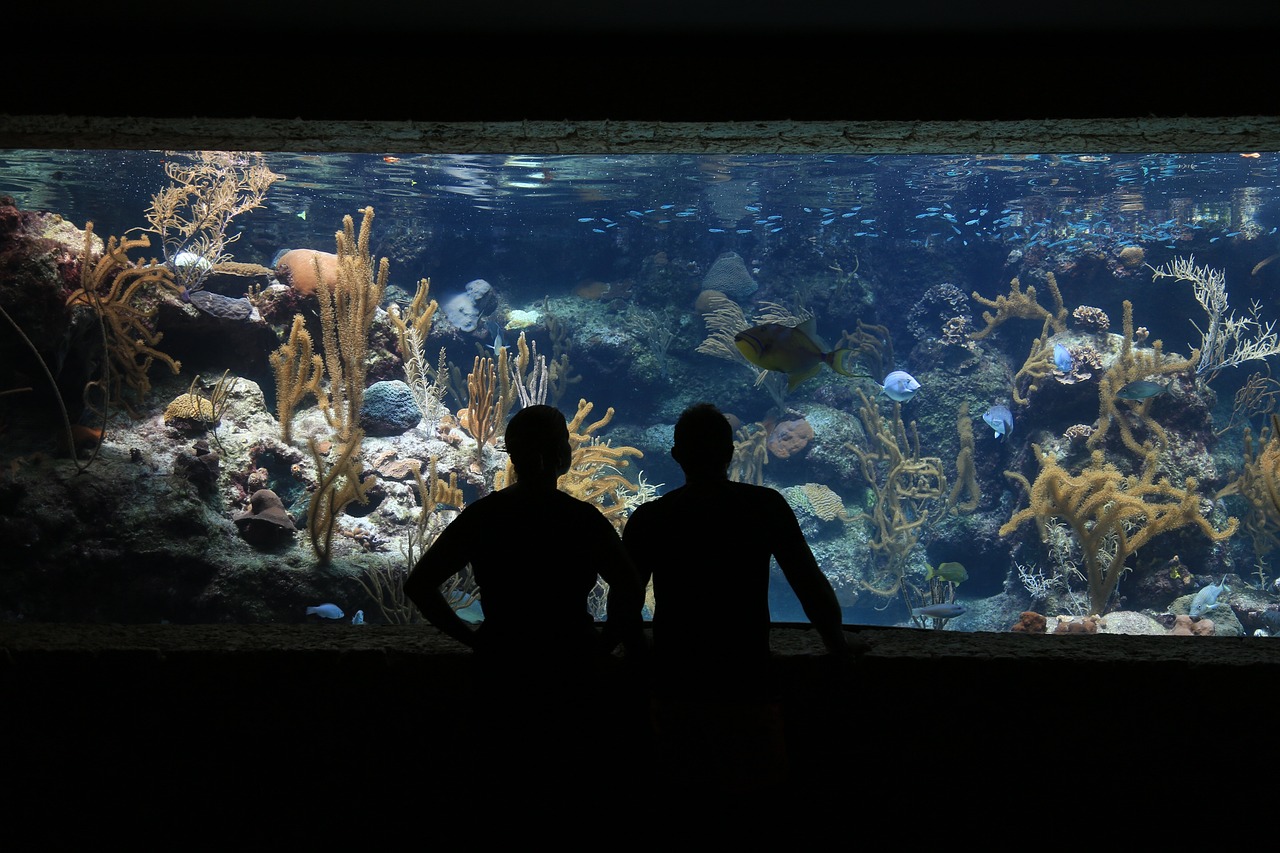 aquarium, fish, submarine-1501360.jpg