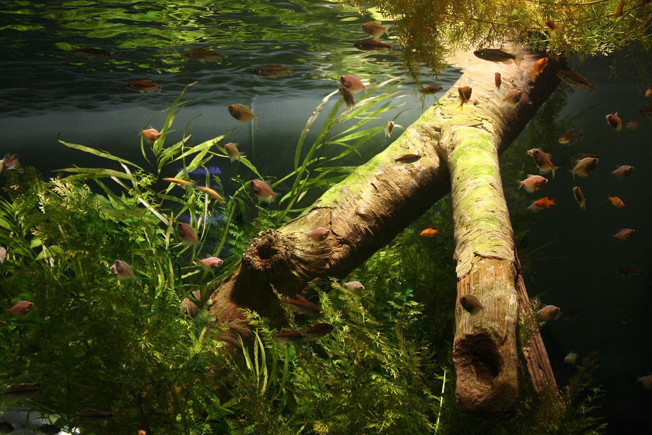 fish, aquarium, dreamy image-1007314.jpg